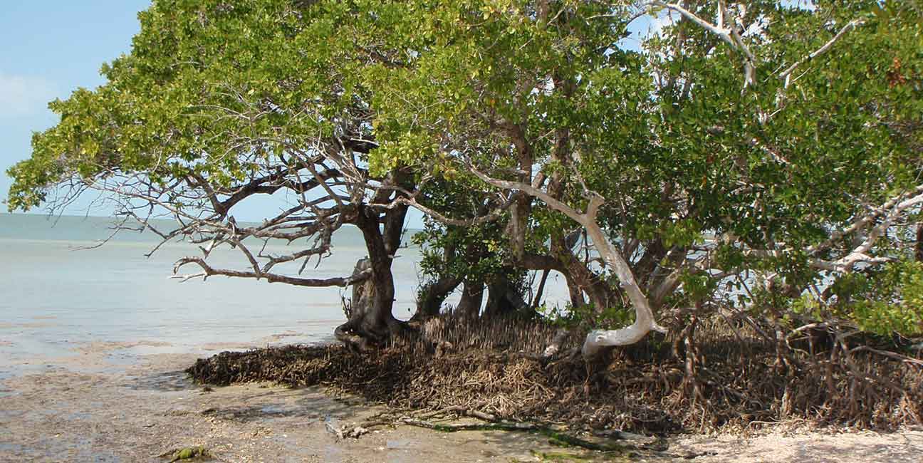 bareboat sailboat rental florida keys