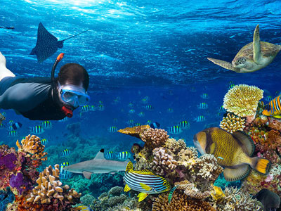 snorkeling florida keys