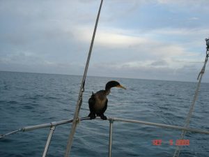 bird_2